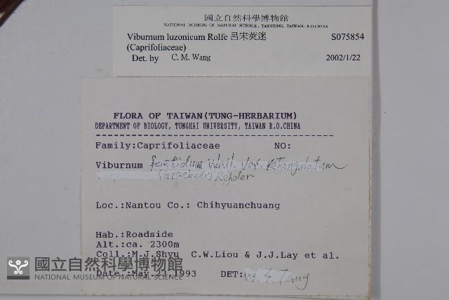 呂宋莢迷藏品圖，第2張