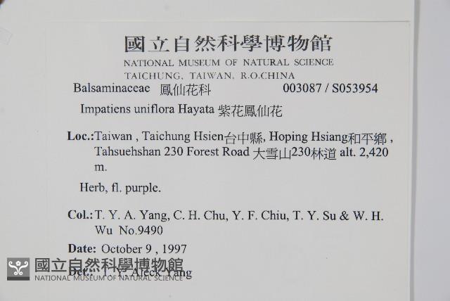 紫花鳳仙花藏品圖，第2張