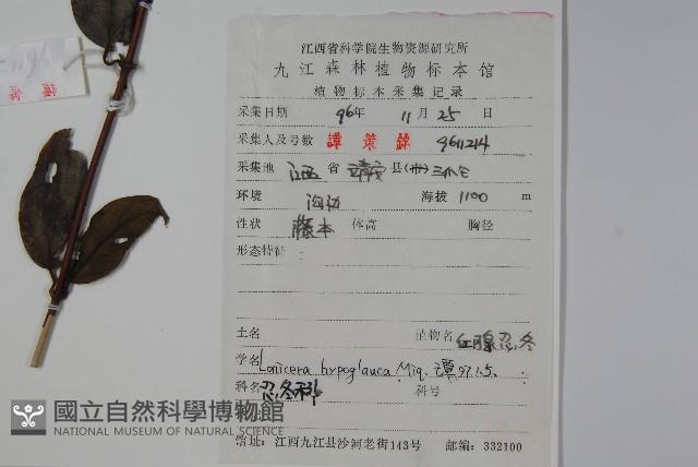 裡白忍冬、紅腺忍冬藏品圖，第2張