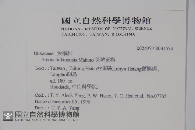 琉球黃楊藏品圖，第2張