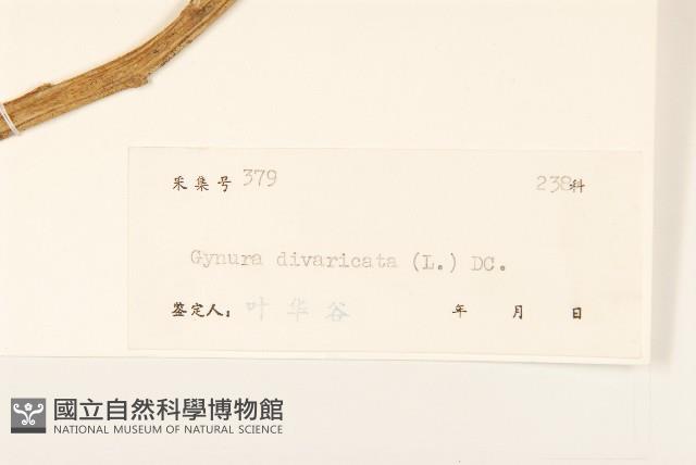 白仔菜藏品圖，第3張