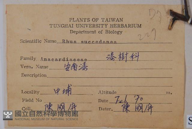 木蠟樹、山漆藏品圖，第2張