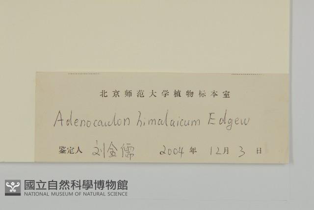 腺梗菜藏品圖，第3張