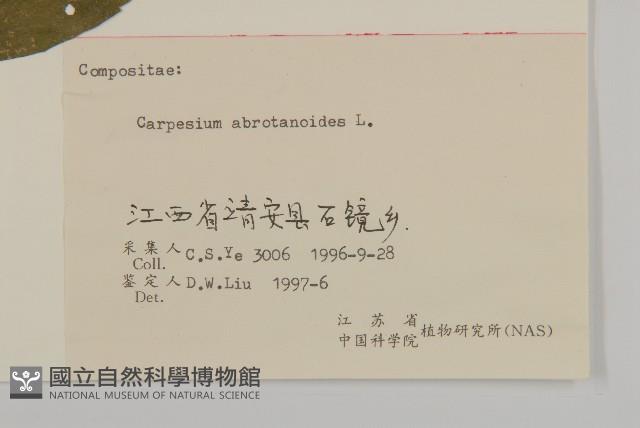 天名精藏品圖，第3張