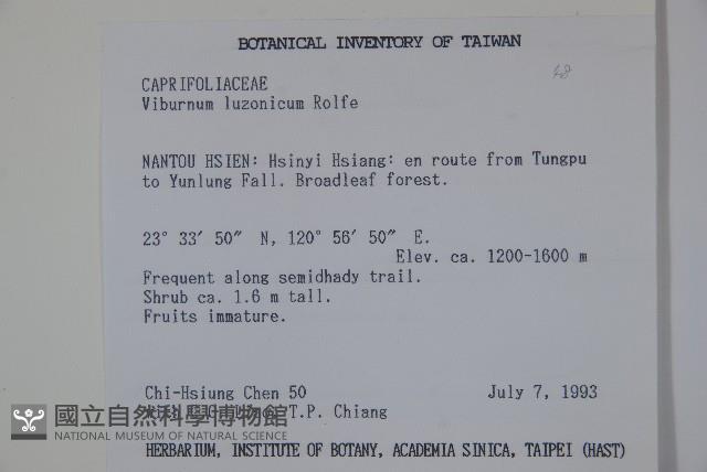 呂宋莢迷藏品圖，第2張