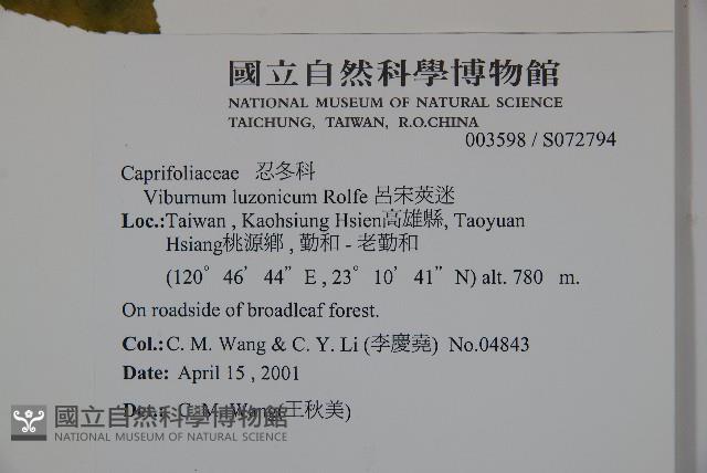 呂宋莢迷藏品圖，第2張