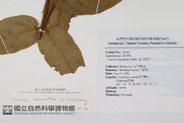 大花忍冬藏品圖，第2張