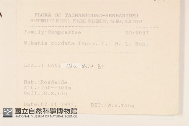 蔓澤蘭藏品圖，第2張