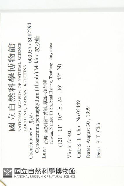 絞股藍藏品圖，第2張