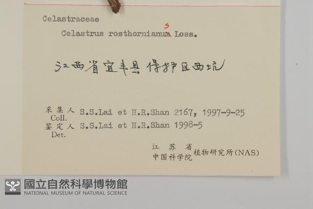 短梗南蛇藤藏品圖，第3張