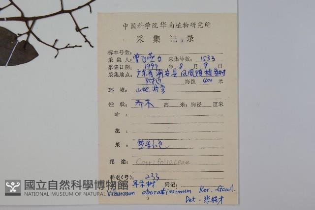 珊瑚樹藏品圖，第2張