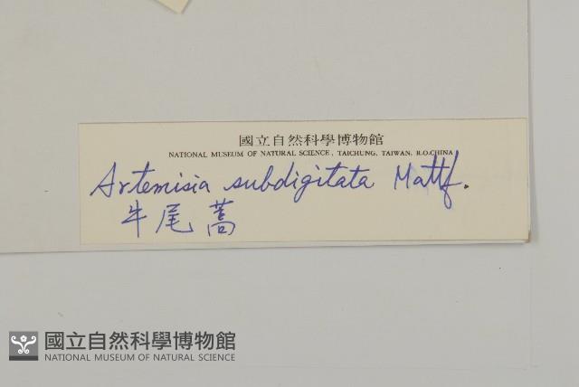 牛尾蒿藏品圖，第3張