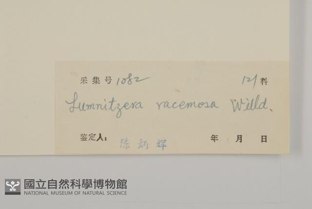 欖李藏品圖，第3張