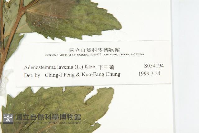 下田菊藏品圖，第6張