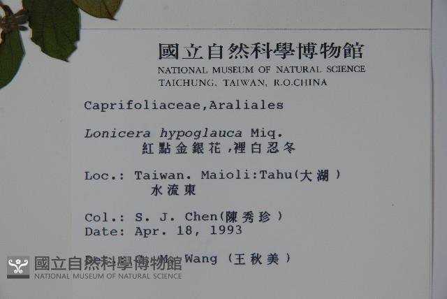 裡白忍冬、紅腺忍冬藏品圖，第2張