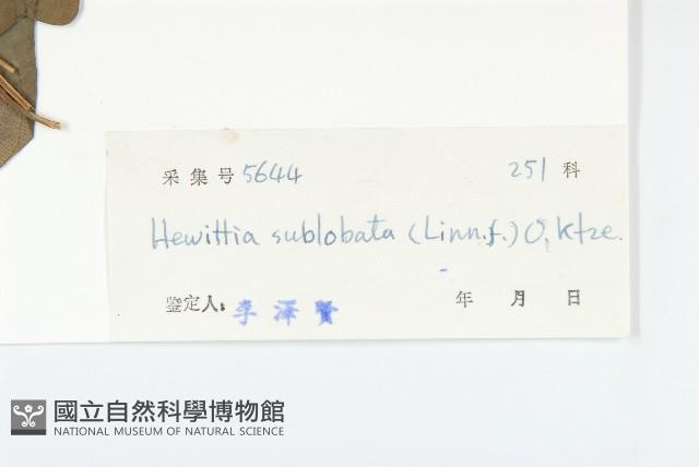 豬菜藤藏品圖，第3張