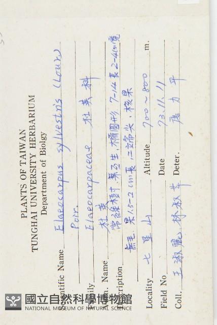 杜英、山杜英、蘭嶼杜英藏品圖，第2張