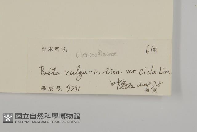 厚皮菜藏品圖，第3張