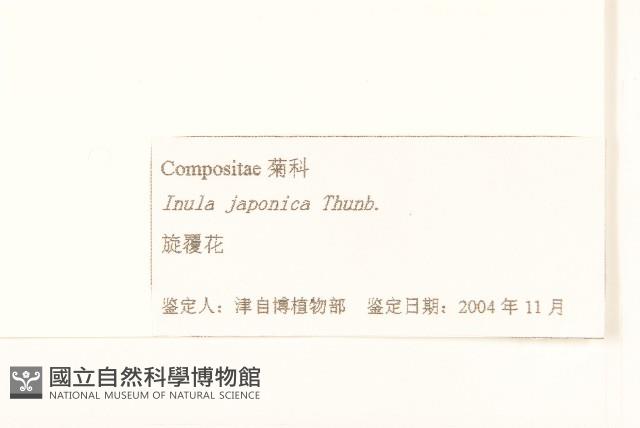 旋覆花藏品圖，第3張