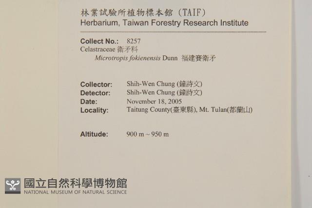 福建賽衛矛、福建假衛矛藏品圖，第2張