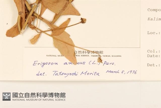 白頂飛蓬藏品圖，第3張