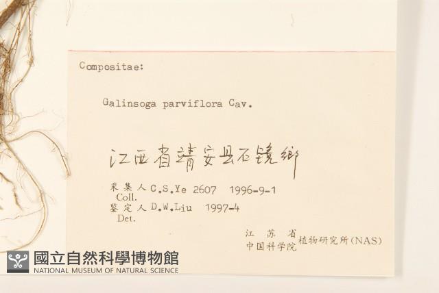 小米菊藏品圖，第3張