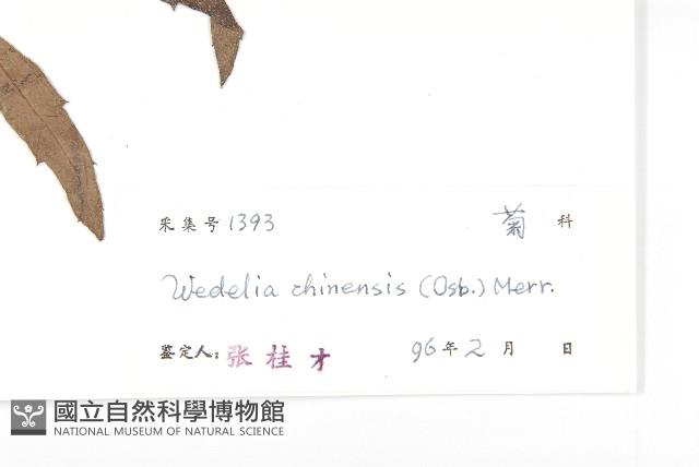 蟛蜞菊藏品圖，第3張