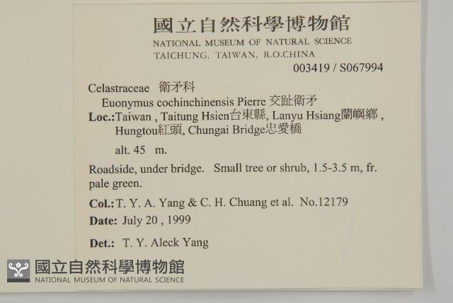 交趾衛矛藏品圖，第2張