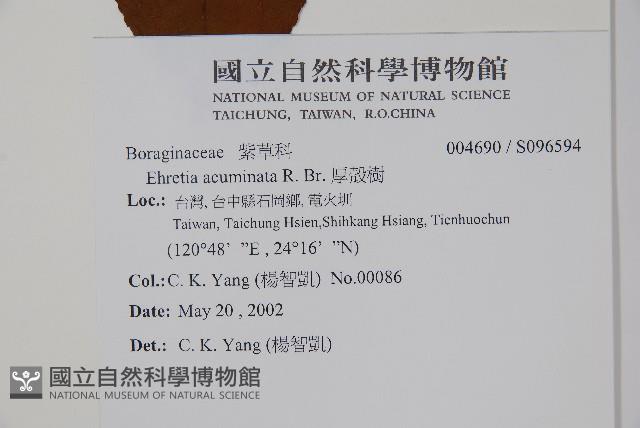 厚殼樹藏品圖，第2張