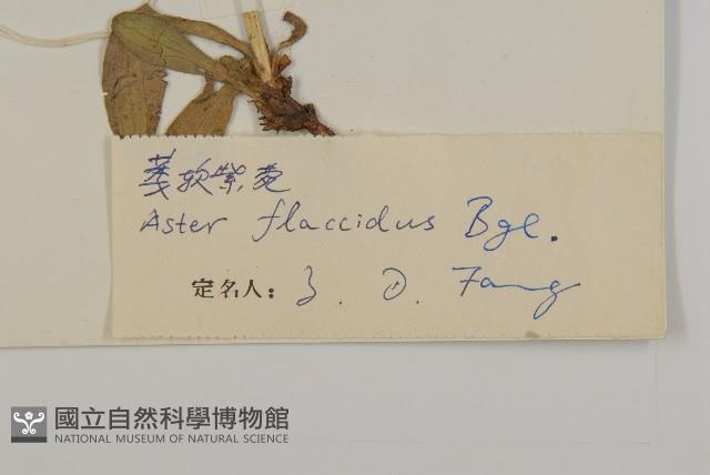 柔軟紫菀藏品圖，第3張