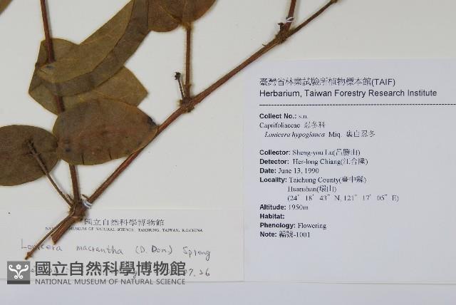 大花忍冬藏品圖，第2張