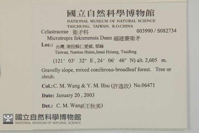 福建賽衛矛、福建假衛矛藏品圖，第2張