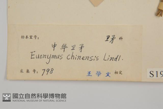 中國衛矛藏品圖，第3張