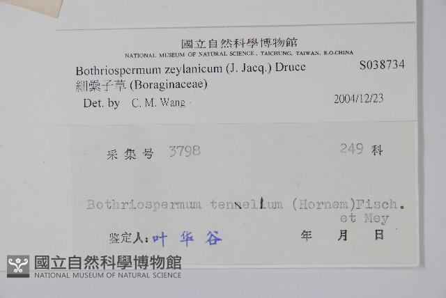 細纍子草藏品圖，第2張