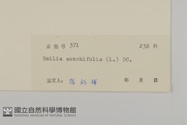 紫背草藏品圖，第3張