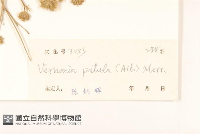 嶺南野菊藏品圖，第3張