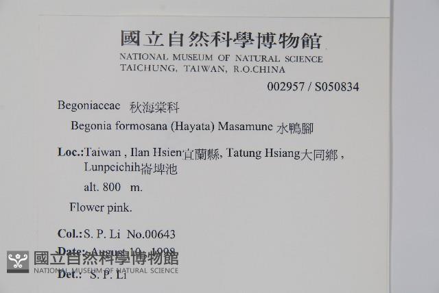 水鴨腳藏品圖，第2張