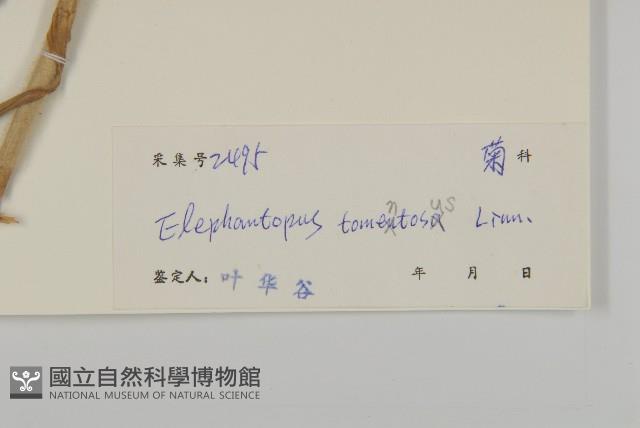 白花地膽草藏品圖，第3張