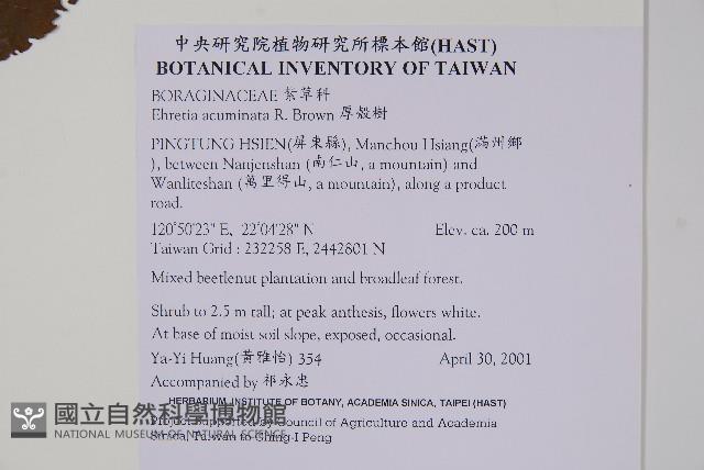 厚殼樹藏品圖，第2張