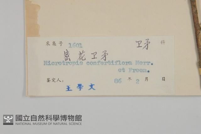 密花假衛矛藏品圖，第3張