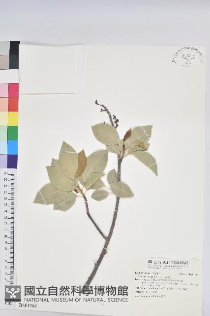 冇骨消藏品圖，第3張