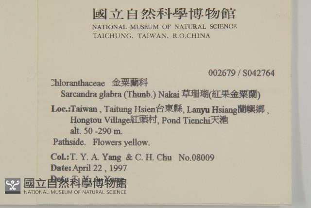 草珊瑚、紅果金粟蘭藏品圖，第2張