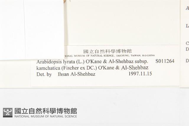 玉山筷子芥藏品圖，第3張