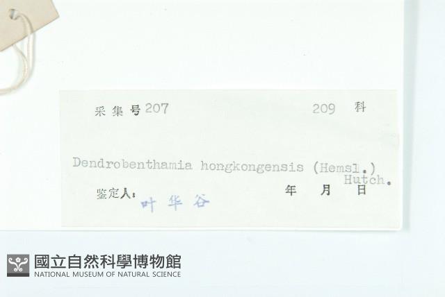 香港四照花藏品圖，第3張