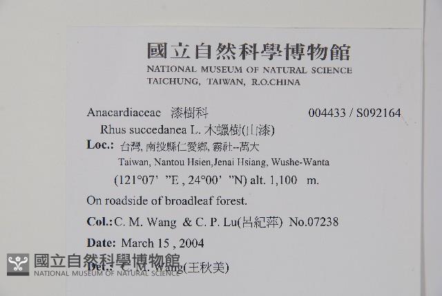 木蠟樹、山漆藏品圖，第2張