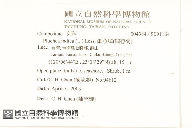 鯽魚膽、闊苞菊藏品圖，第2張