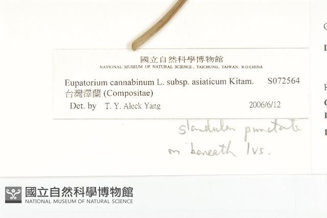 台灣澤蘭藏品圖，第3張