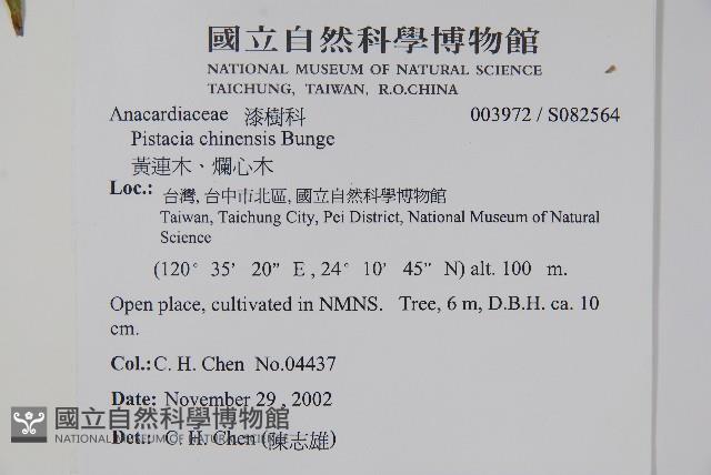 黃連木、爛心木藏品圖，第2張