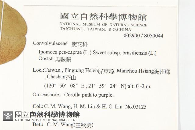 馬鞍藤藏品圖，第2張