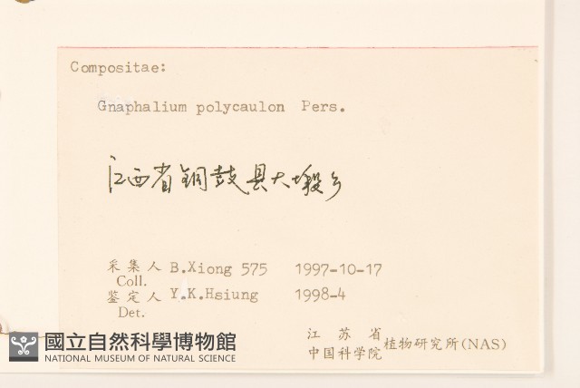 多莖鼠麴草藏品圖，第3張